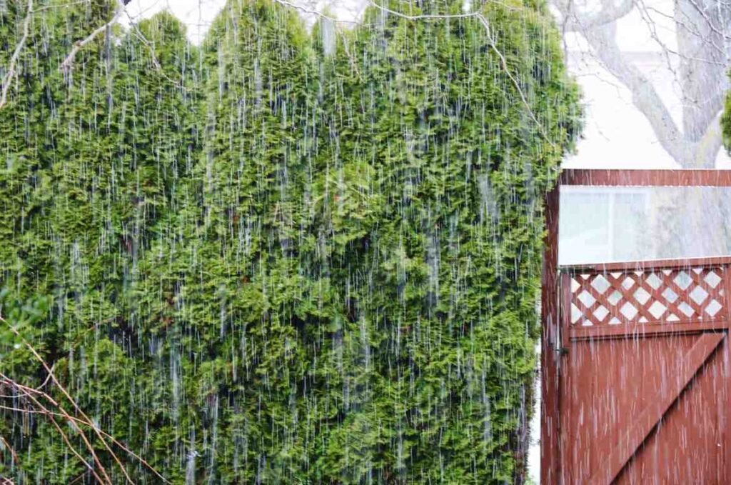 Privacy Screens: Create a Green Curtain